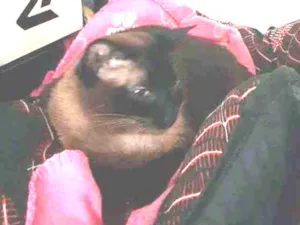 Gato raça siamesa idade 5 anos nome Clara
