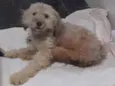 Nina