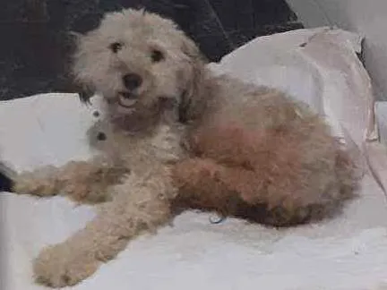 Cachorro ra a  idade 3 anos nome Nina