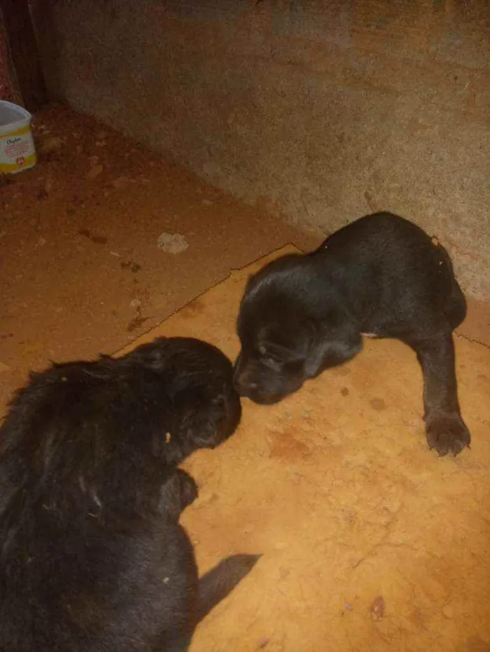 Cachorro ra a Vira lata  idade Abaixo de 2 meses nome Filhotes