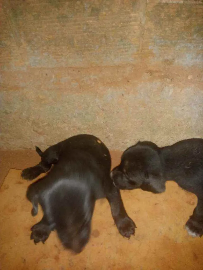 Cachorro ra a Vira lata  idade Abaixo de 2 meses nome Filhotes