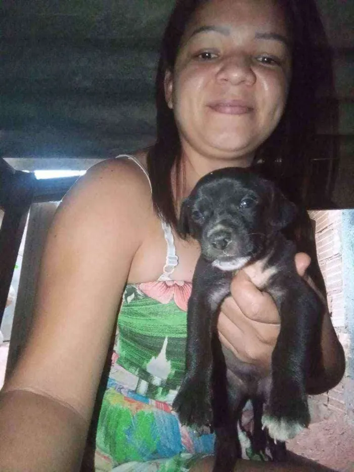 Cachorro ra a Vira lata  idade Abaixo de 2 meses nome Filhotes