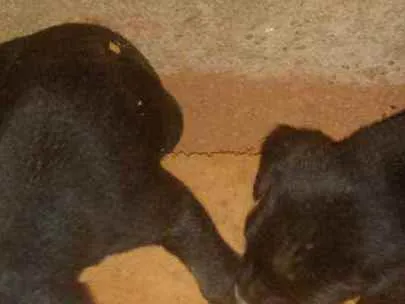 Cachorro ra a Vira lata  idade Abaixo de 2 meses nome Filhotes