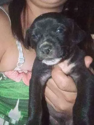 Cachorro ra a Vira lata  idade Abaixo de 2 meses nome Filhotes