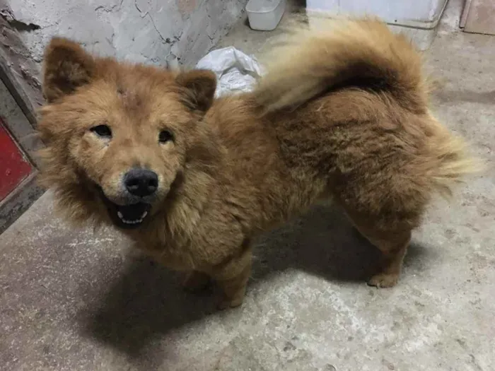 Cachorro raça Chow chow  idade 2 anos nome Mel