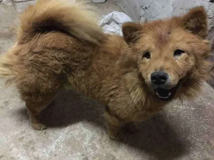 Cachorro raça Chow chow  idade 2 anos nome Mel