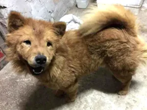Cachorro raça Chow chow  idade 2 anos nome Mel