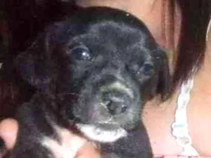 Cachorro raça Vira lata  idade Abaixo de 2 meses nome Filhotes