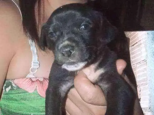 Cachorro ra a Vira lata  idade Abaixo de 2 meses nome Filhotes