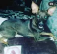Pepa
