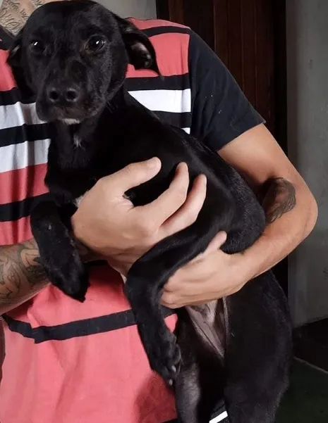 Cachorro raça SRD-ViraLata idade 2 a 6 meses nome Bill ( Filhote )