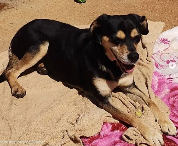 Cachorro raça SRD-ViraLata idade 3 anos nome Morena-Especial