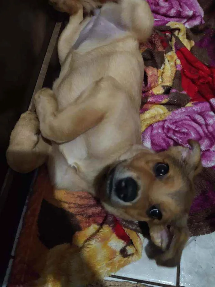 Cachorro ra a Sem raça idade 2 a 6 meses nome Wendy