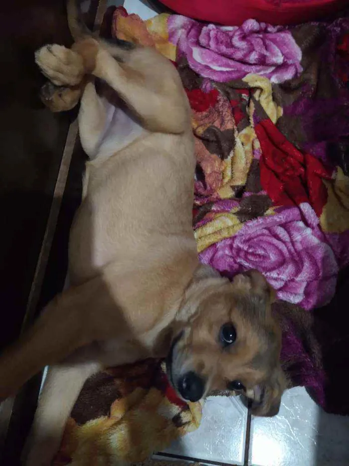 Cachorro ra a Sem raça idade 2 a 6 meses nome Wendy