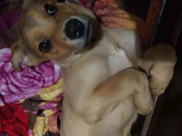 Cachorro ra a Sem raça idade 2 a 6 meses nome Wendy