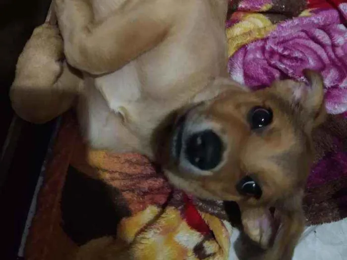Cachorro ra a Sem raça idade 2 a 6 meses nome Wendy