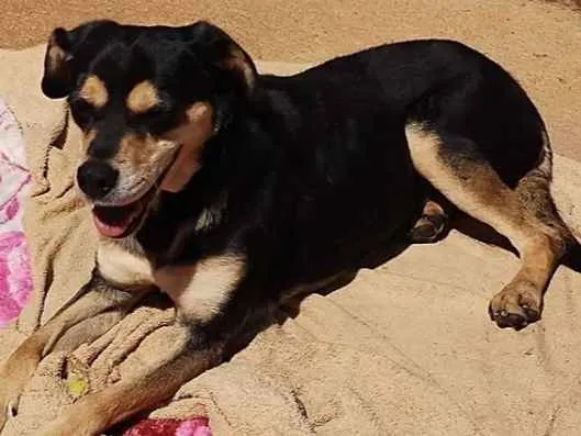 Cachorro raça SRD-ViraLata idade 3 anos nome Morena-Especial