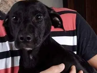 Cachorro raça SRD-ViraLata idade 2 a 6 meses nome Bill ( Filhote )
