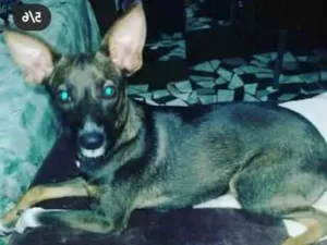 Cachorro raça SRD idade 2 a 6 meses nome Pepa