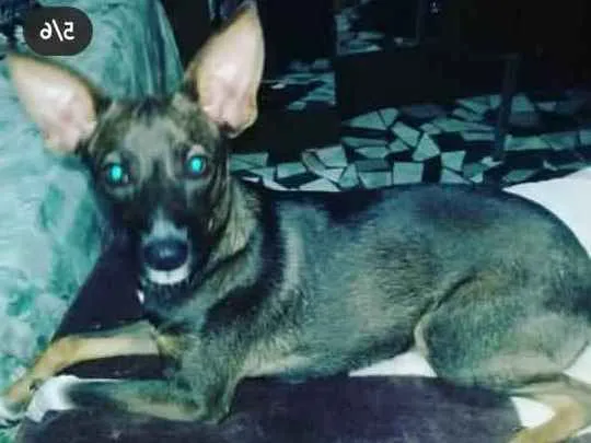 Cachorro ra a SRD idade 2 a 6 meses nome Pepa