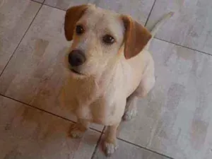Cachorro raça SRD idade 7 a 11 meses nome Ralf