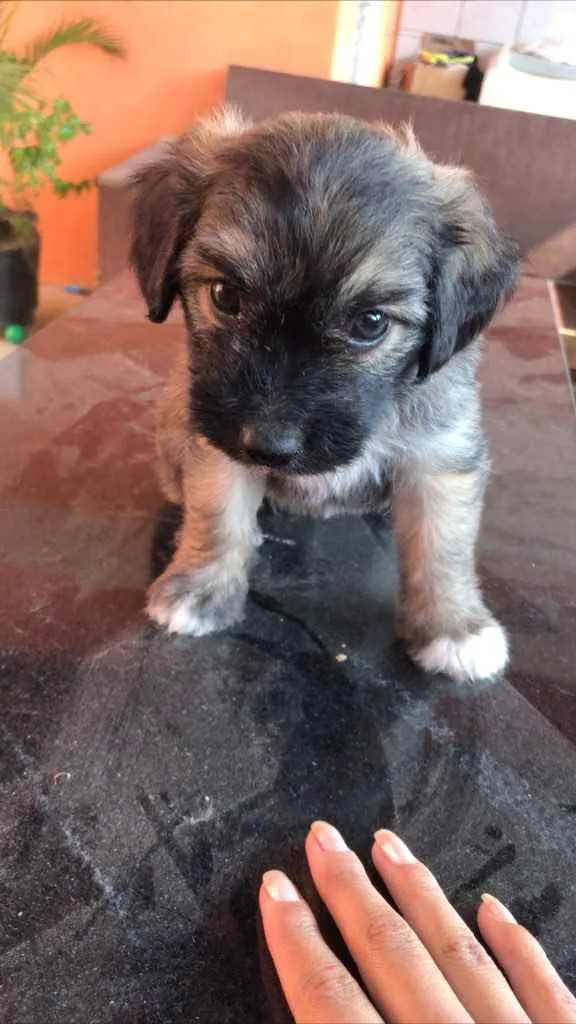 Cachorro raça Vira-lata + poodle  idade Abaixo de 2 meses nome Sem nome 