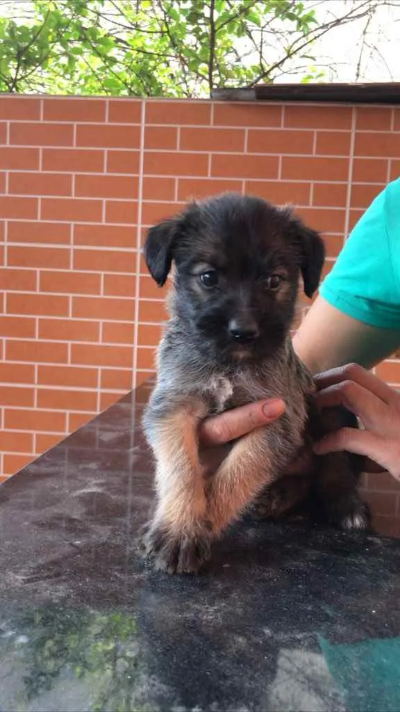 Cachorro raça Vira-lata + poodle  idade Abaixo de 2 meses nome Sem nome 