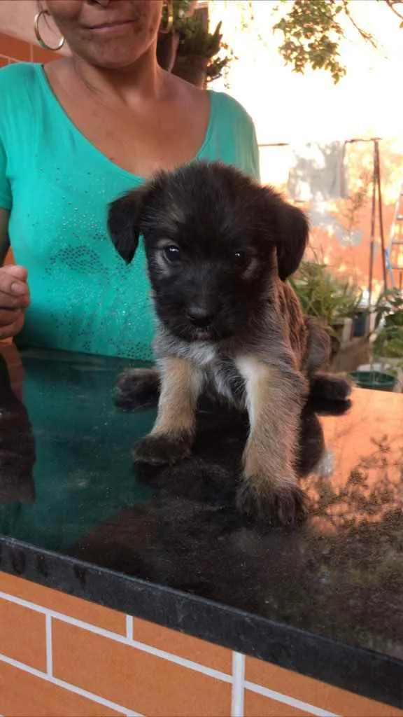 Cachorro raça Vira-lata + poodle  idade Abaixo de 2 meses nome Sem nome 