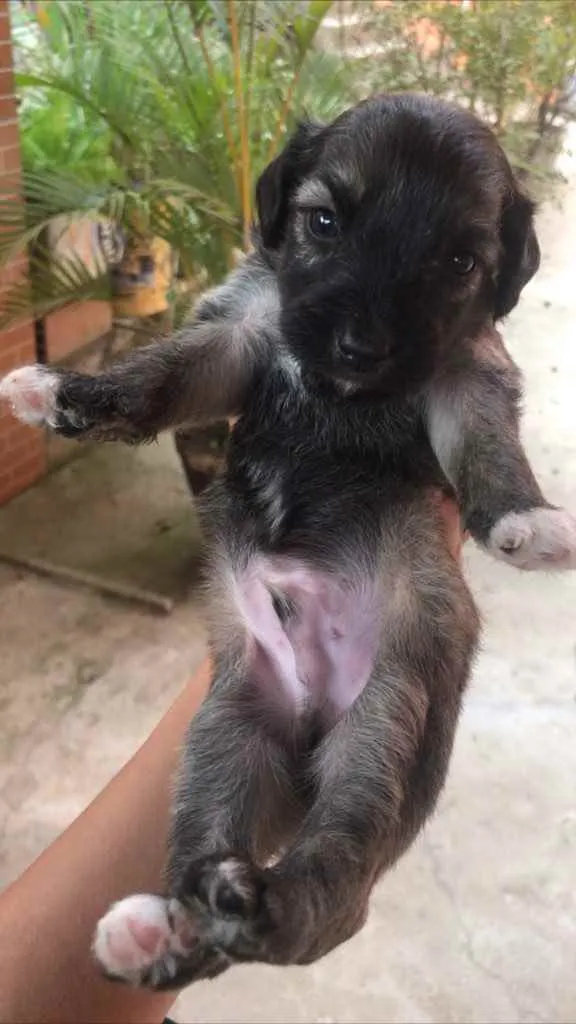 Cachorro raça Vira-lata + poodle  idade Abaixo de 2 meses nome Sem nome 