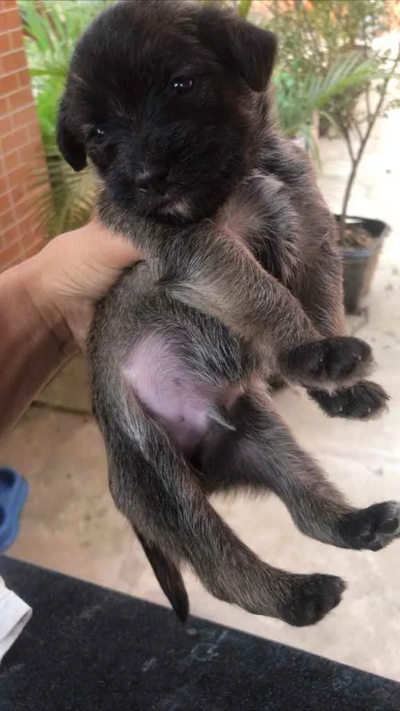 Cachorro raça Vira-lata + poodle  idade Abaixo de 2 meses nome Sem nome 