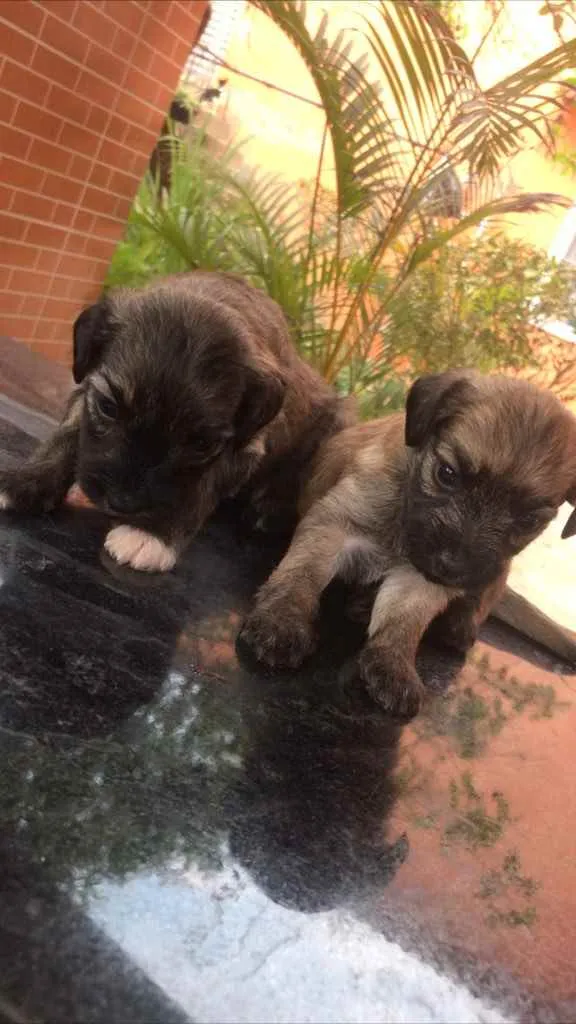 Cachorro raça Vira-lata + poodle  idade Abaixo de 2 meses nome Sem nome 