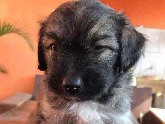 Cachorro raça Vira-lata + poodle  idade Abaixo de 2 meses nome Sem nome 