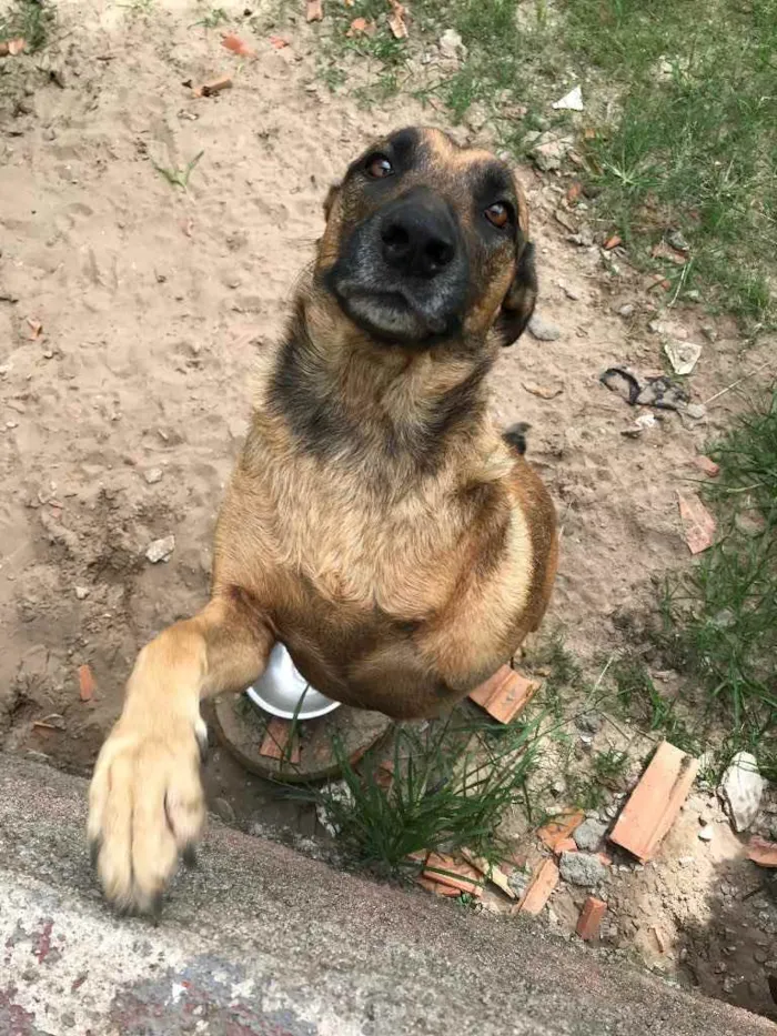 Cachorro ra a Sem raça definida idade 5 anos nome Vitor