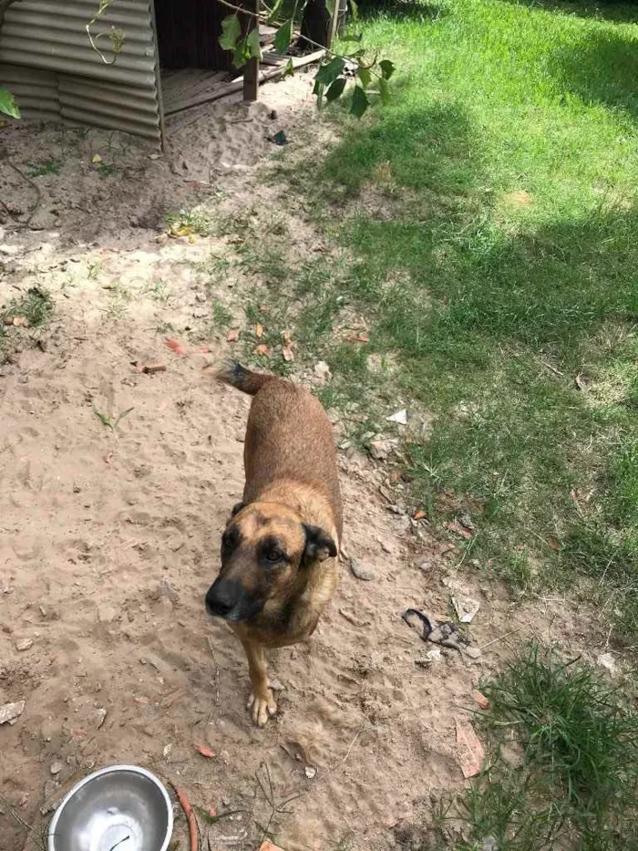 Cachorro ra a Sem raça definida idade 5 anos nome Vitor