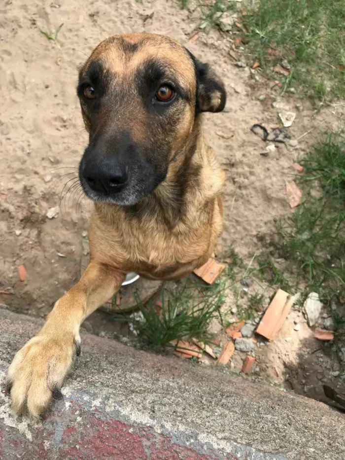 Cachorro ra a Sem raça definida idade 5 anos nome Vitor