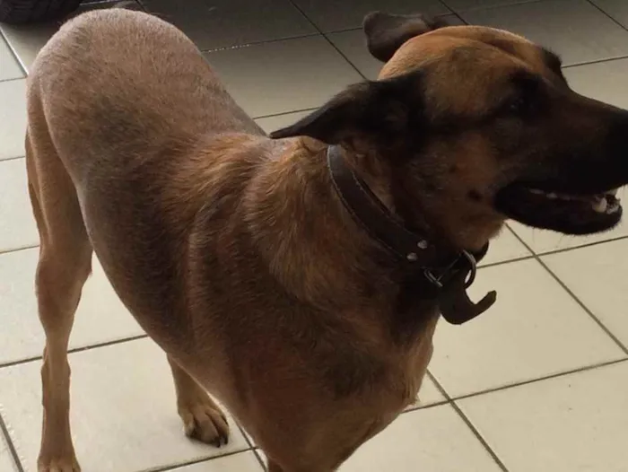 Cachorro ra a Sem raça definida idade 5 anos nome Vitor