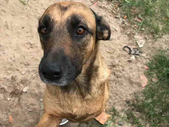 Cachorro ra a Sem raça definida idade 5 anos nome Vitor