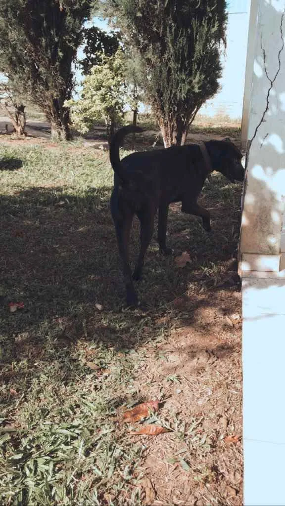 Cachorro ra a Sem raça definida idade 5 anos nome Maria Alice