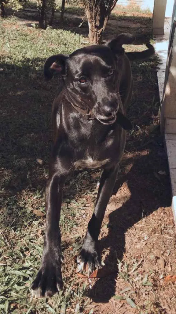 Cachorro ra a Sem raça definida idade 5 anos nome Maria Alice