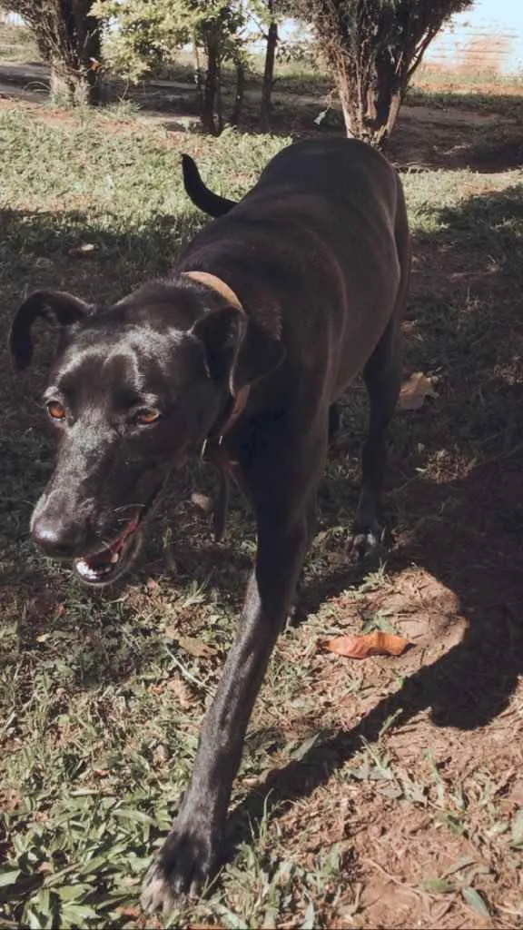 Cachorro ra a Sem raça definida idade 5 anos nome Maria Alice