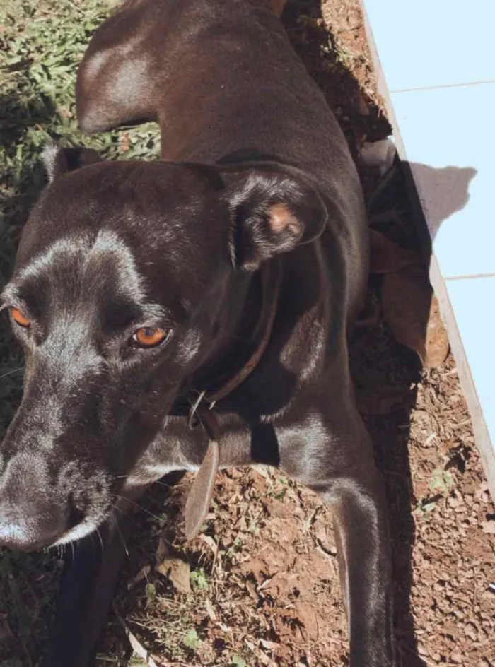 Cachorro ra a Sem raça definida idade 5 anos nome Maria Alice