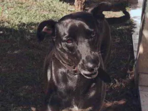 Cachorro raça Sem raça definida idade 5 anos nome Maria Alice