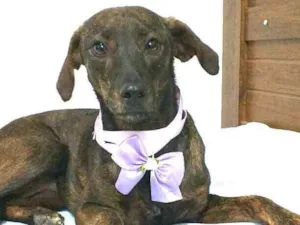 Cachorro raça  idade 2 anos nome Valentina 