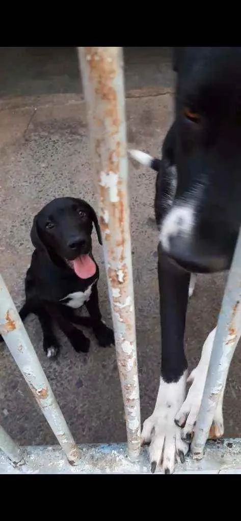 Cachorro ra a Fila com pitbul idade 2 a 6 meses nome Marley