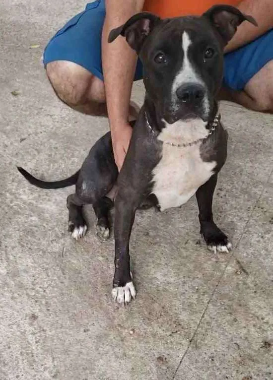 Cachorro ra a Pitbull idade 3 anos nome Akira