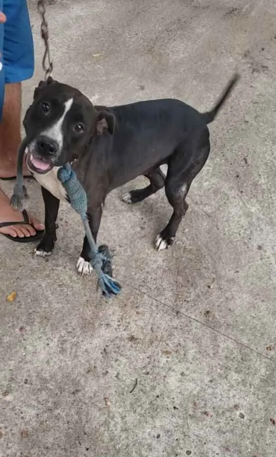 Cachorro ra a Pitbull idade 3 anos nome Akira