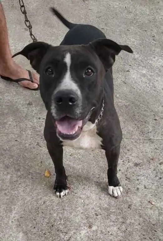 Cachorro ra a Pitbull idade 3 anos nome Akira