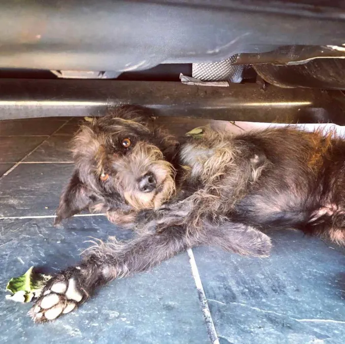 Cachorro ra a Vira lata idade 6 ou mais anos nome Buba