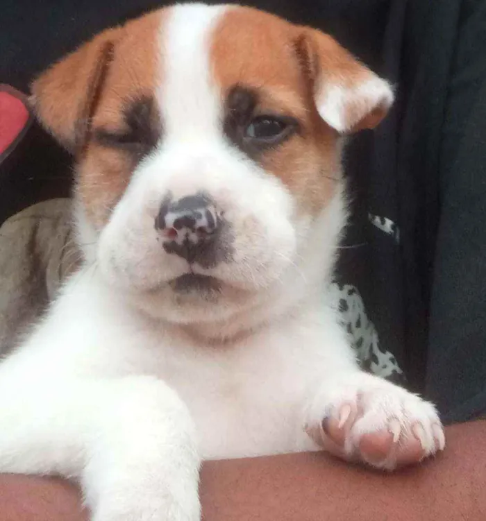 Cachorro ra a Vira lata idade 2 a 6 meses nome Sansão