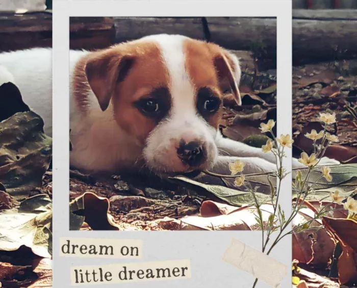 Cachorro ra a Vira lata idade 2 a 6 meses nome Sansão